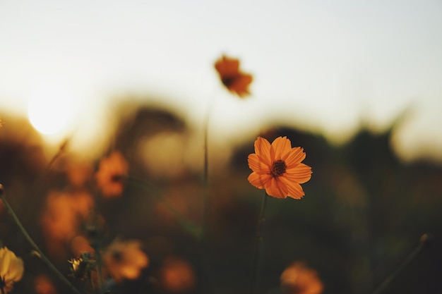 Vue rapprochée des plantes à fleurs jaunes sur le champ au coucher du soleil