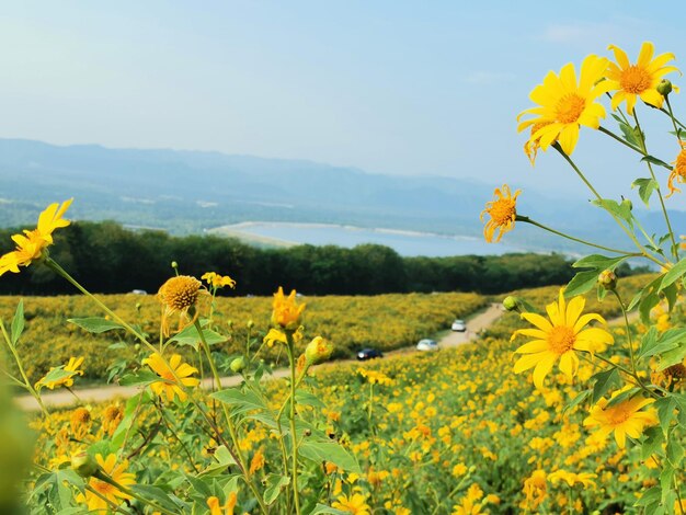 Vue rapprochée des plantes à fleurs jaunes sur le champ contre le ciel