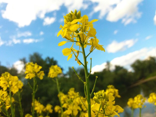 Vue rapprochée des plantes à fleurs jaunes sur le champ contre le ciel
