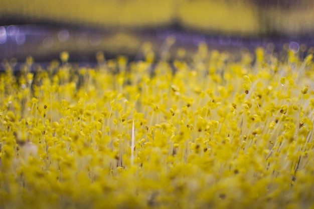 Photo vue rapprochée des plantes à fleurs jaunes sur le champ