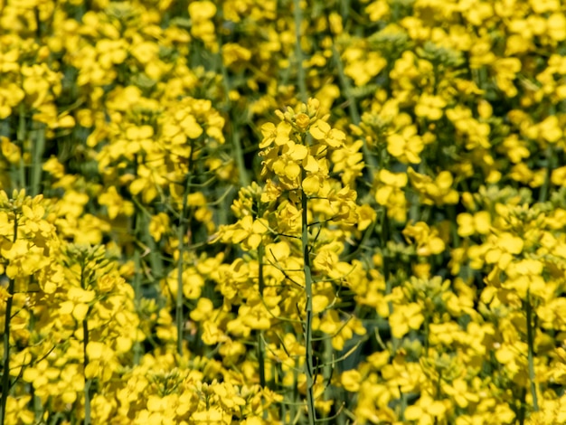 Photo vue rapprochée des plantes à fleurs jaunes sur le champ