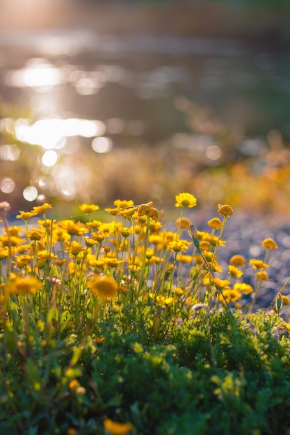 Vue rapprochée des plantes à fleurs jaunes sur le champ