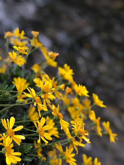 Vue rapprochée des plantes à fleurs jaunes sur le champ