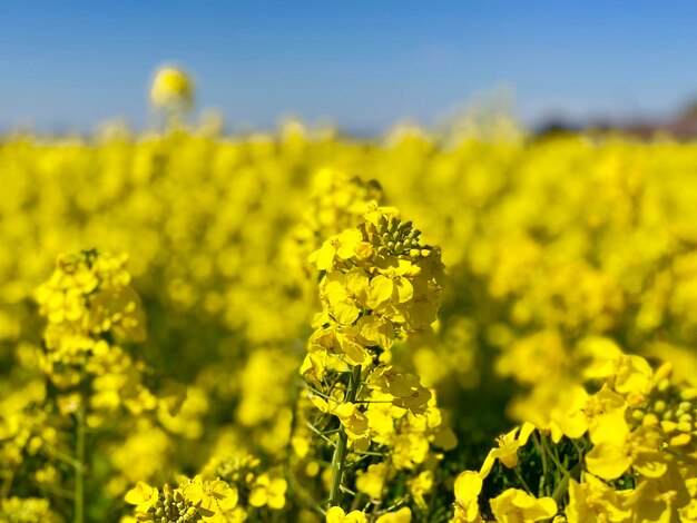 Photo vue rapprochée des plantes à fleurs jaunes fraîches sur le champ