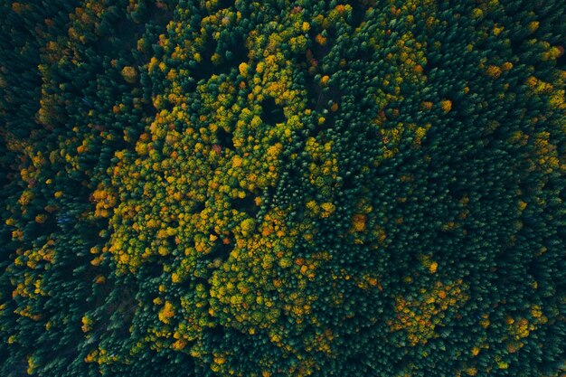 Vue rapprochée des plantes à fleurs jaunes