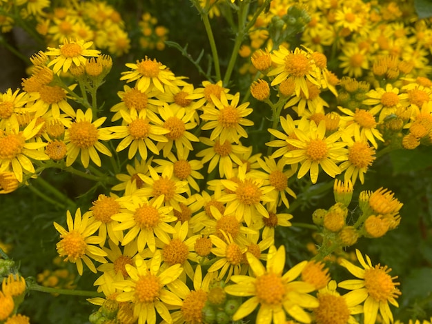 Photo vue rapprochée des plantes à fleurs jaunes