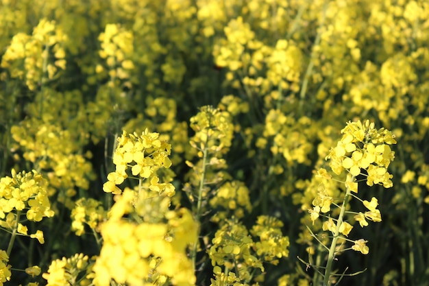 Photo vue rapprochée des plantes à fleurs jaunes