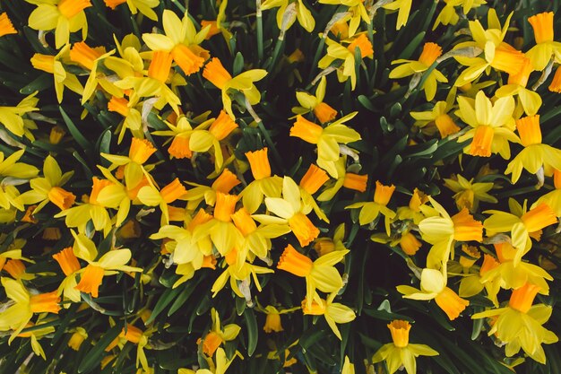 Vue rapprochée des plantes à fleurs jaunes