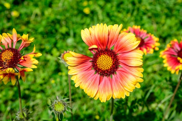 Vue rapprochée des plantes à fleurs d'orange sur le champ