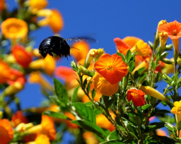 Photo vue rapprochée des plantes à fleurs d'orange