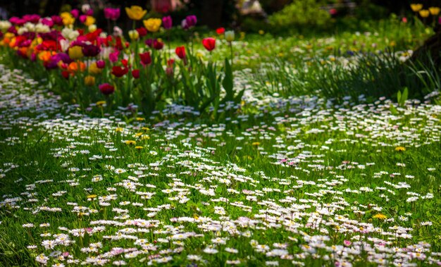 Photo vue rapprochée des plantes à fleurs par lac