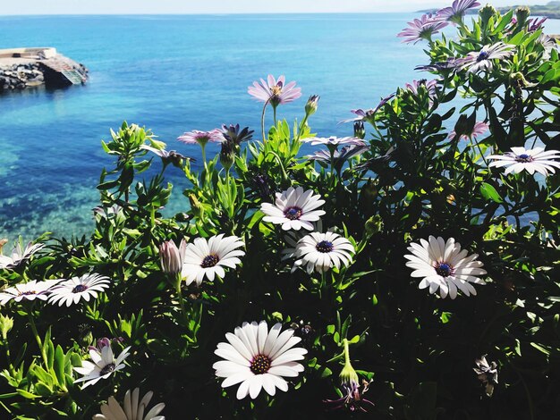 Photo vue rapprochée des plantes à fleurs par mer