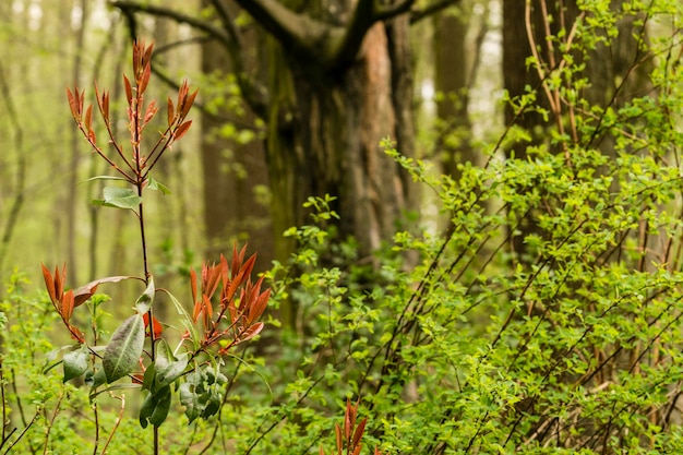 Vue rapprochée des plantes à fleurs près des arbres dans la forêt