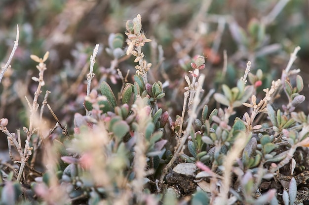 Photo vue rapprochée des plantes à fleurs sur le rocher