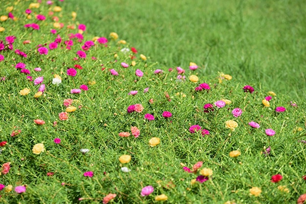 Vue rapprochée des plantes à fleurs roses sur le champ