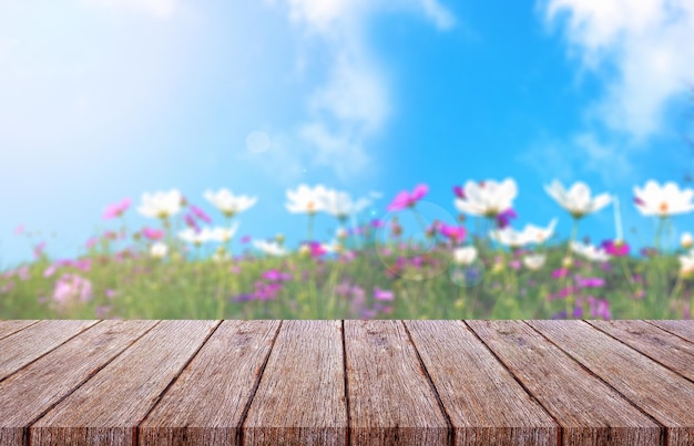 Vue rapprochée des plantes à fleurs roses contre le ciel bleu