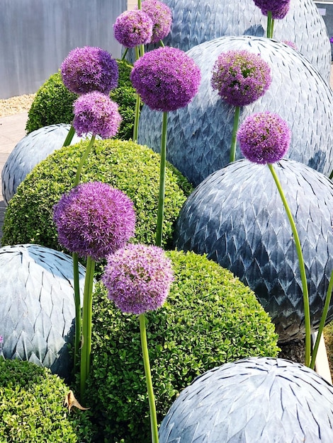 Vue rapprochée des plantes à fleurs roses dans le jardin