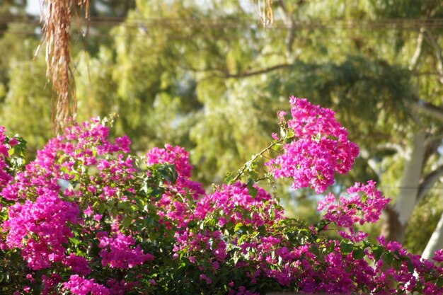 Vue rapprochée des plantes à fleurs roses dans le parc