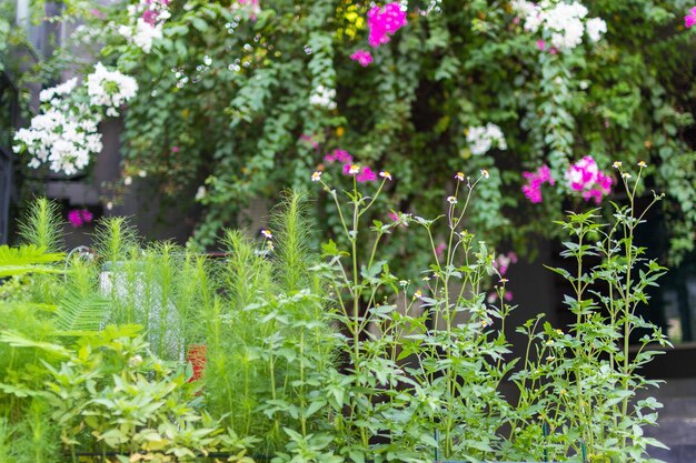 Photo vue rapprochée des plantes à fleurs roses