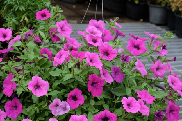 Vue rapprochée des plantes à fleurs roses