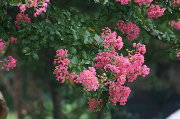 Photo vue rapprochée des plantes à fleurs roses