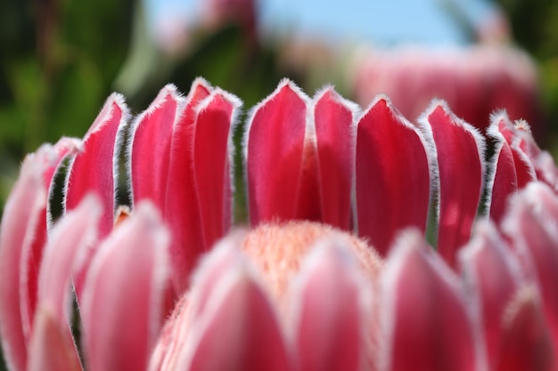 Vue rapprochée des plantes à fleurs roses