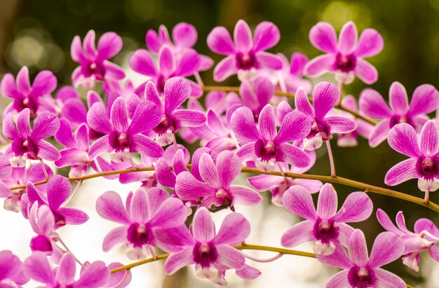 Vue rapprochée des plantes à fleurs roses