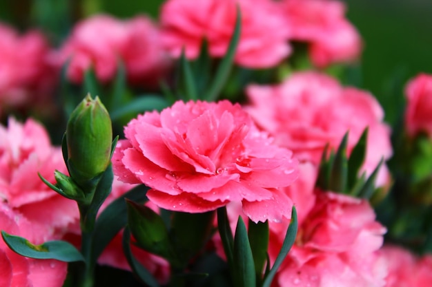 Photo vue rapprochée des plantes à fleurs roses