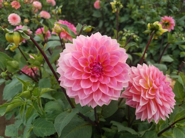 Photo vue rapprochée des plantes à fleurs roses