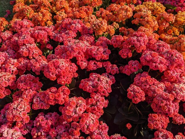 Photo vue rapprochée des plantes à fleurs roses