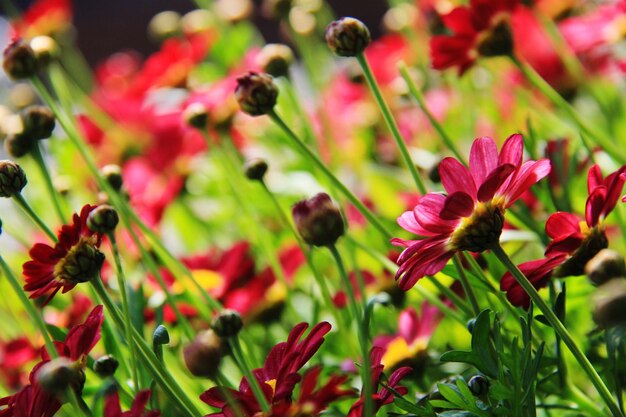 Photo vue rapprochée des plantes à fleurs roses