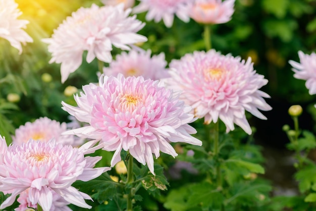 Photo vue rapprochée des plantes à fleurs roses