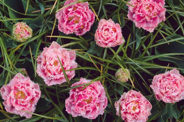 Vue rapprochée des plantes à fleurs roses