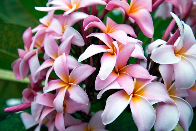 Vue rapprochée des plantes à fleurs roses