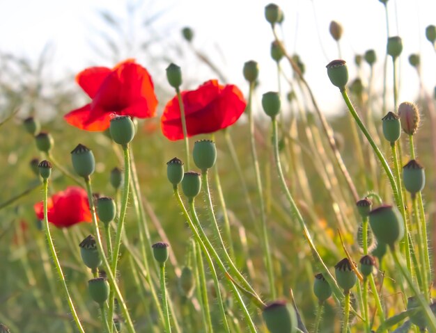 Photo vue rapprochée des plantes à fleurs rouges sur le champ