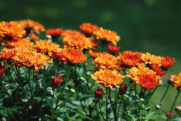 Vue rapprochée des plantes à fleurs rouges