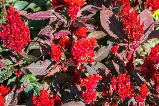 Vue rapprochée des plantes à fleurs rouges