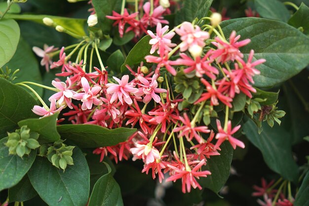 Photo vue rapprochée des plantes à fleurs rouges