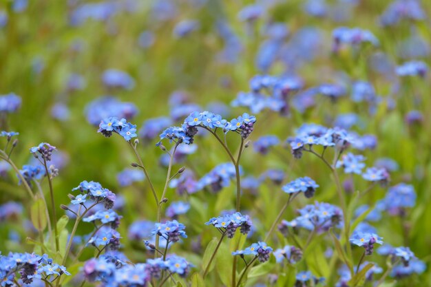 Photo vue rapprochée des plantes à fleurs violettes sur le champ