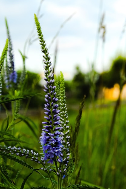 Photo vue rapprochée des plantes à fleurs violettes sur le champ