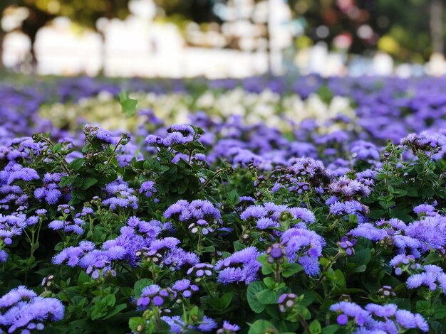 Vue rapprochée des plantes à fleurs violettes sur le champ