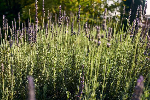 Vue rapprochée des plantes à fleurs violettes sur le champ