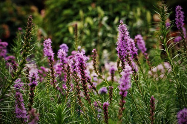 Vue rapprochée des plantes à fleurs violettes sur le champ