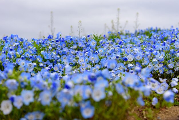 Vue rapprochée des plantes à fleurs violettes sur le champ