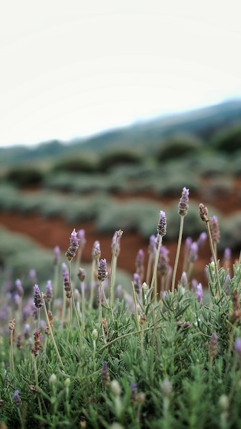 Photo vue rapprochée des plantes à fleurs violettes sur le champ
