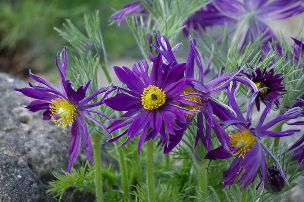 Photo vue rapprochée des plantes à fleurs violettes sur le champ