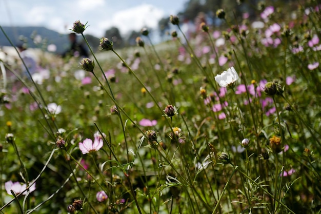 Photo vue rapprochée des plantes à fleurs violettes sur le champ