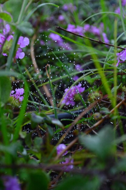 Photo vue rapprochée des plantes à fleurs violettes humides