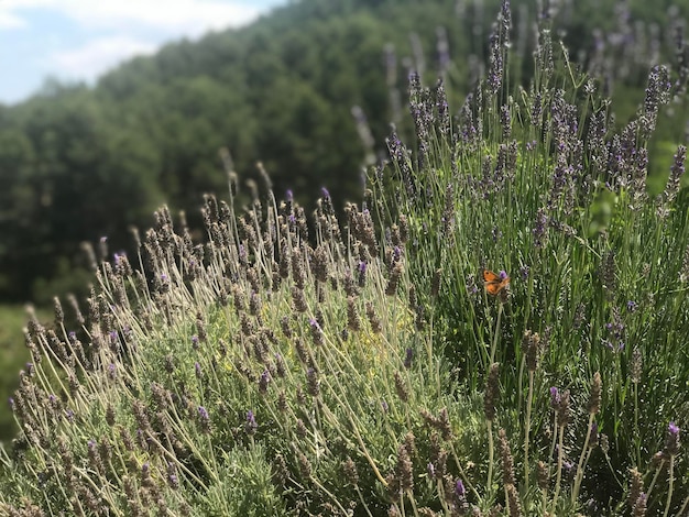 Photo vue rapprochée des plantes à fleurs violettes sur terre