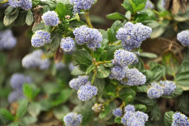 Photo vue rapprochée des plantes à fleurs violettes